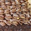Kakaokage med pisket chokoladeganache